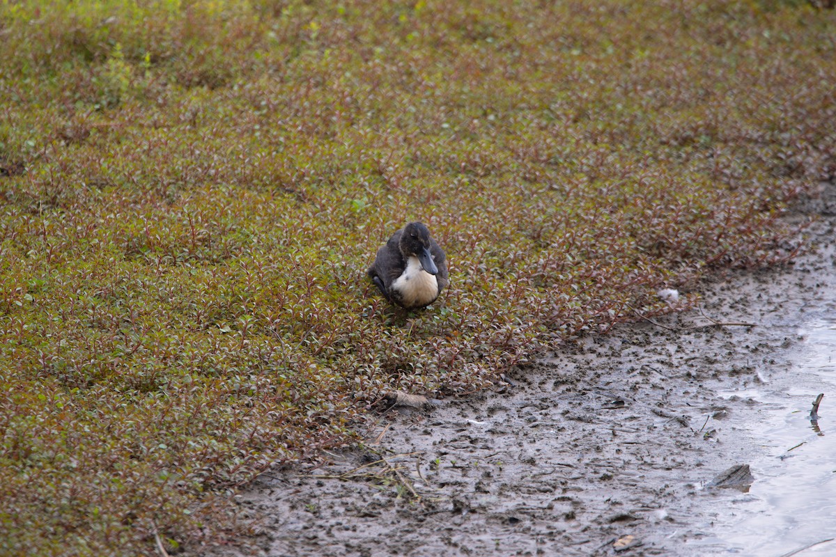 Mallard (Domestic type) - ML637502044