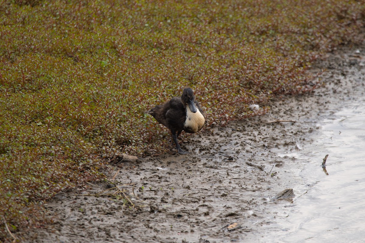Mallard (Domestic type) - ML637502045