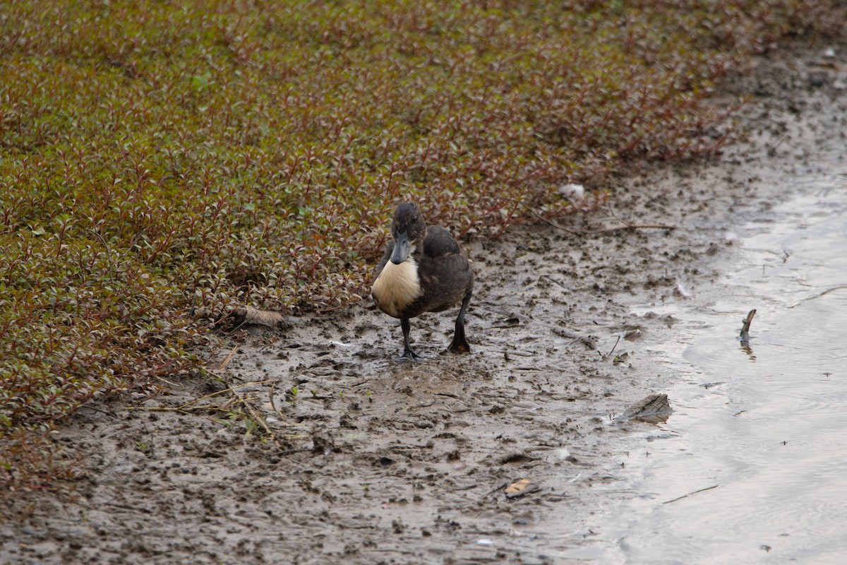 Mallard (Domestic type) - ML637502046