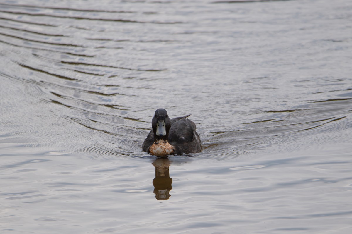 Mallard (Domestic type) - ML637502048