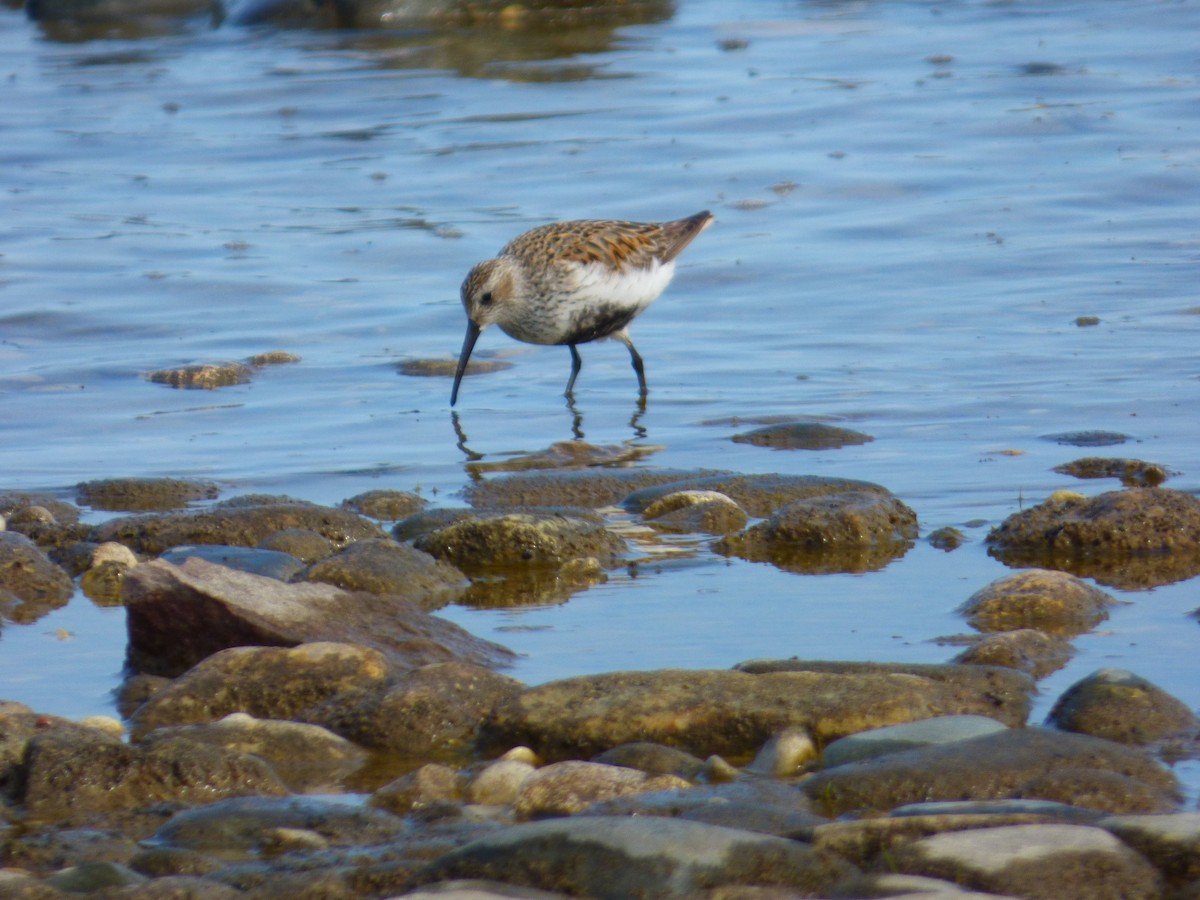Dunlin - ML637502050
