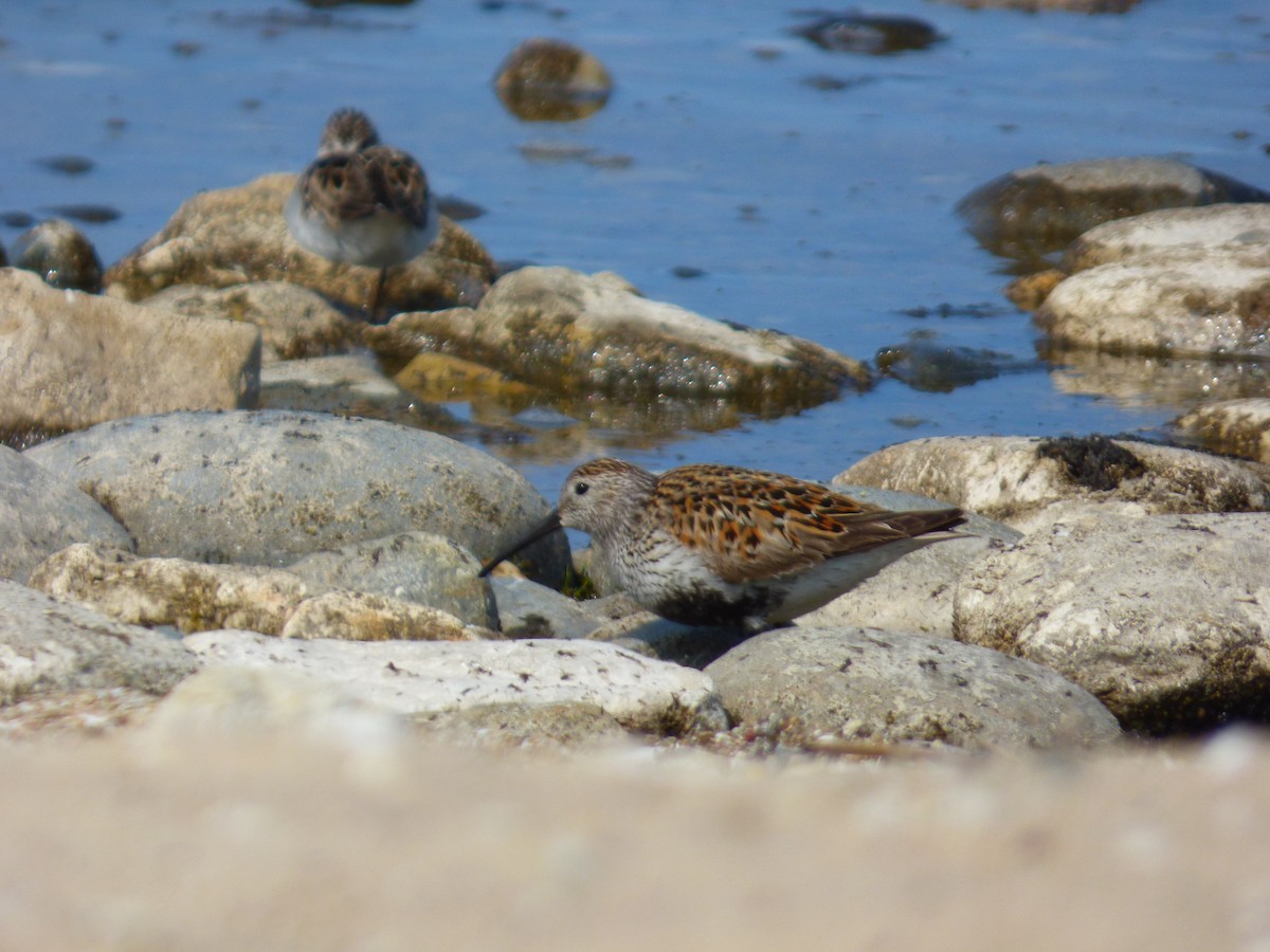 Dunlin - ML637502051