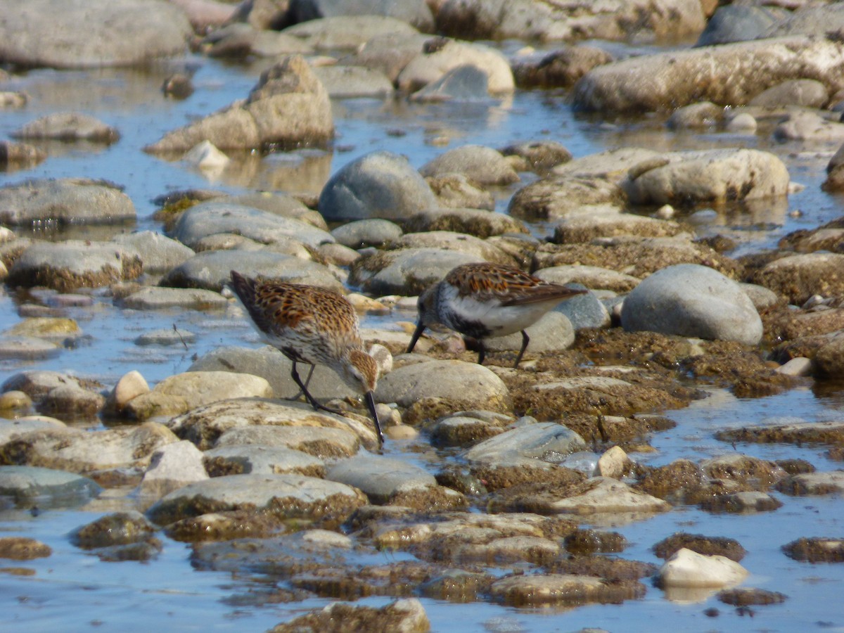 Dunlin - ML637502052