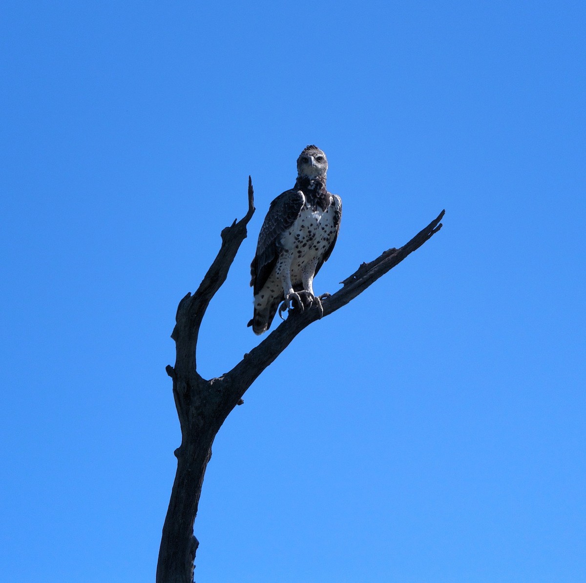 Martial Eagle - ML637502070