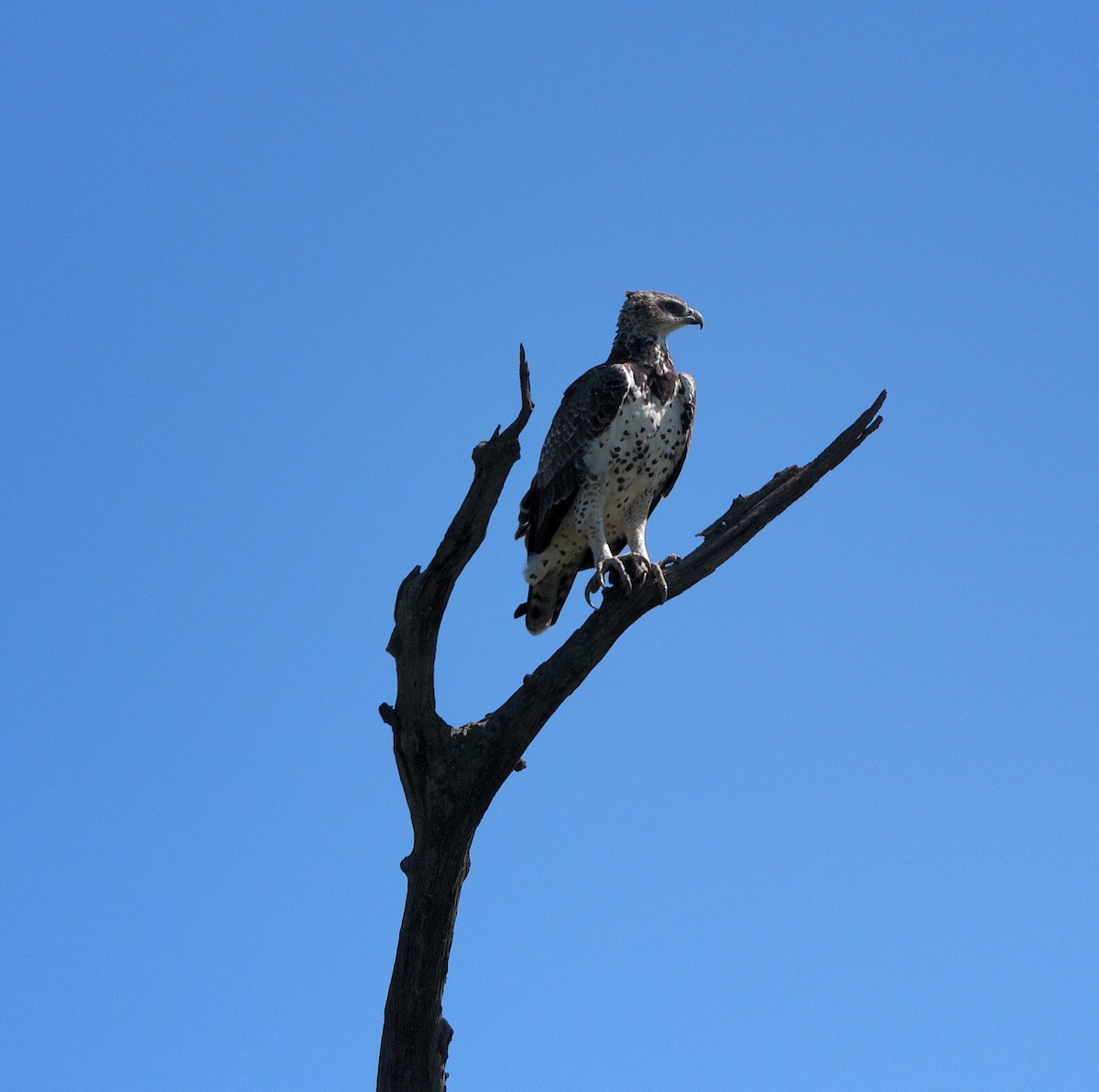 Martial Eagle - ML637502071