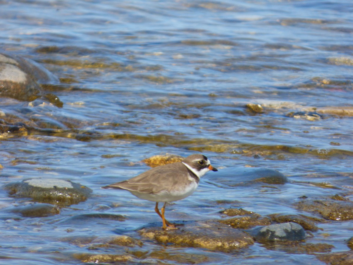 Semipalmated Plover - ML637502079