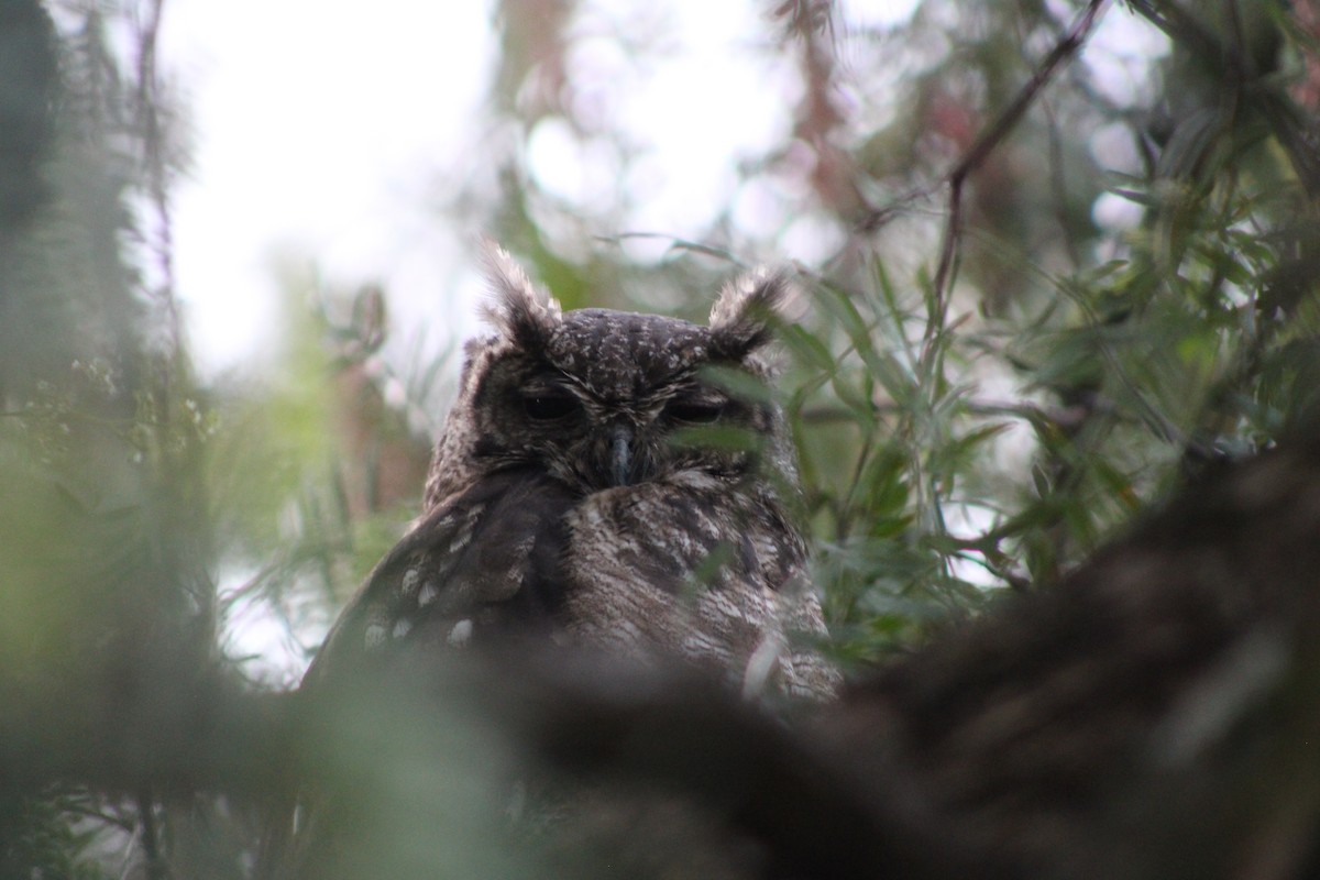 Grayish Eagle-Owl - ML637502080