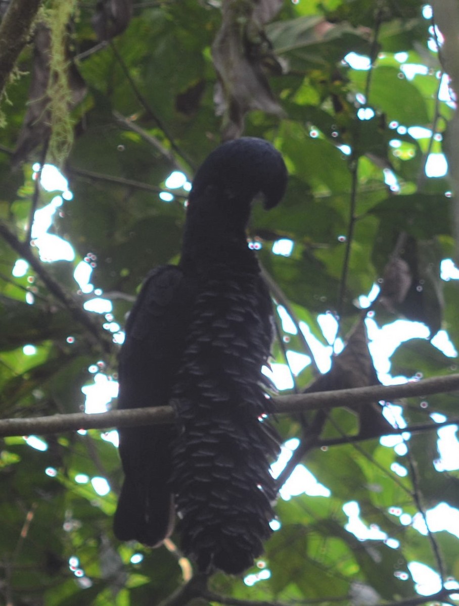 Long-wattled Umbrellabird - ML637502081