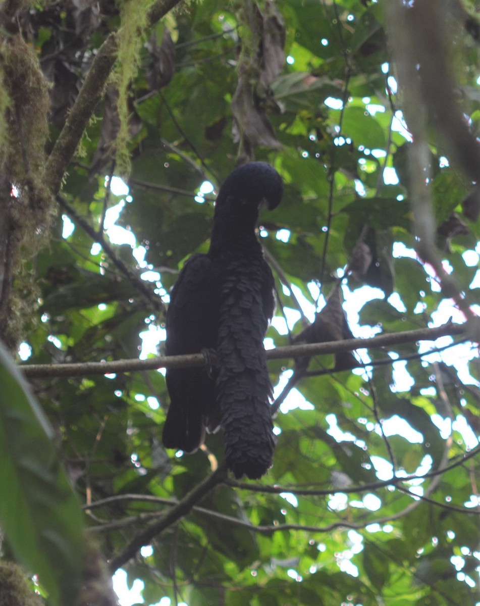 Long-wattled Umbrellabird - ML637502091