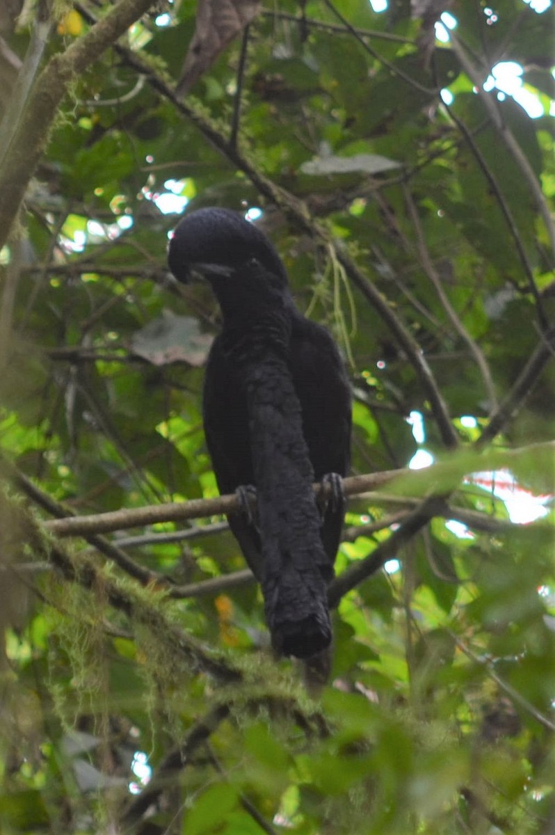 Long-wattled Umbrellabird - ML637502092