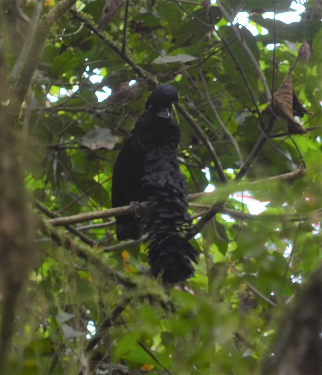Long-wattled Umbrellabird - ML637502093