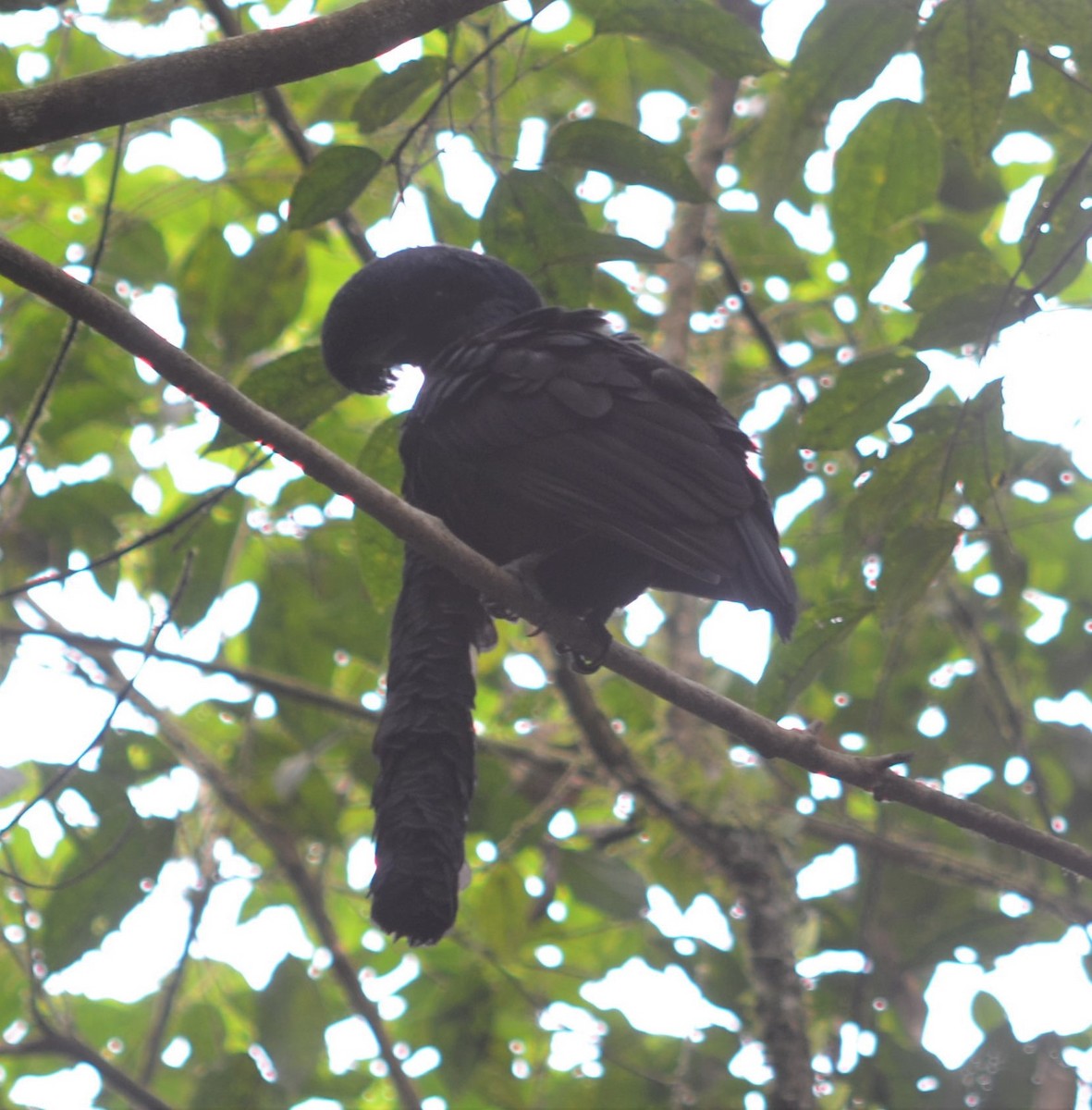 Long-wattled Umbrellabird - ML637502095