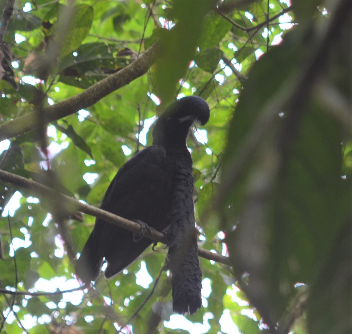 Long-wattled Umbrellabird - ML637502096