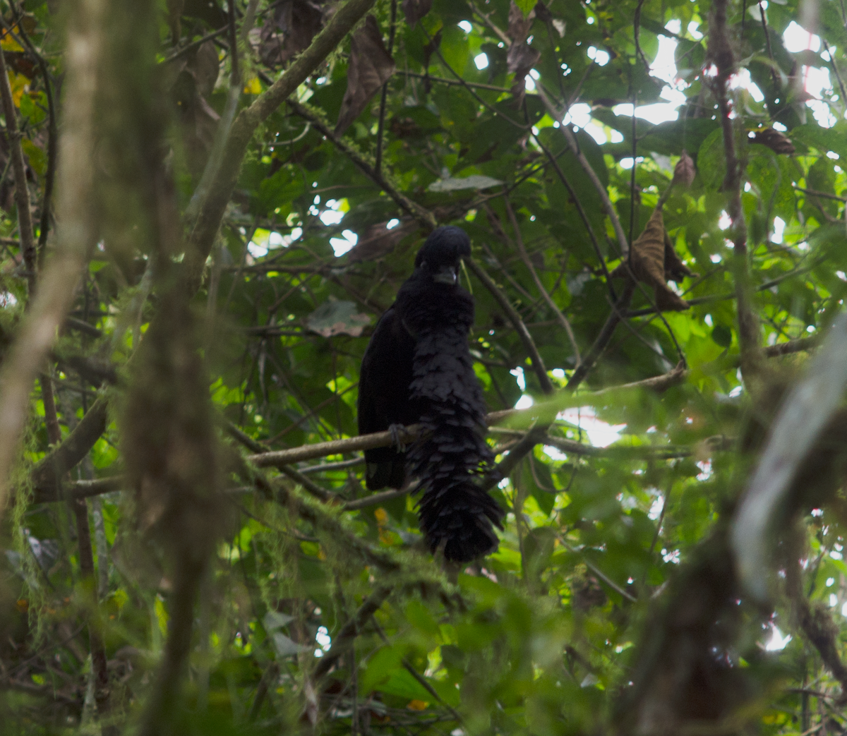 Long-wattled Umbrellabird - ML637502097