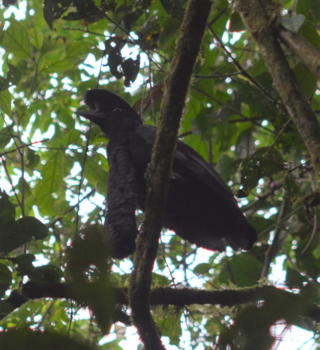 Long-wattled Umbrellabird - ML637502098