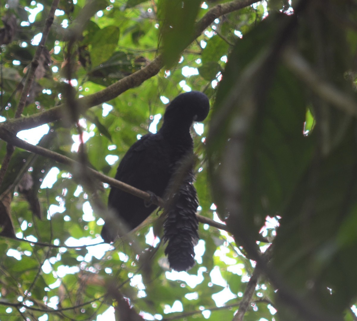 Long-wattled Umbrellabird - ML637502099
