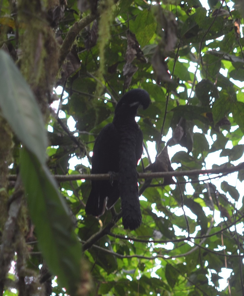 Long-wattled Umbrellabird - ML637502100