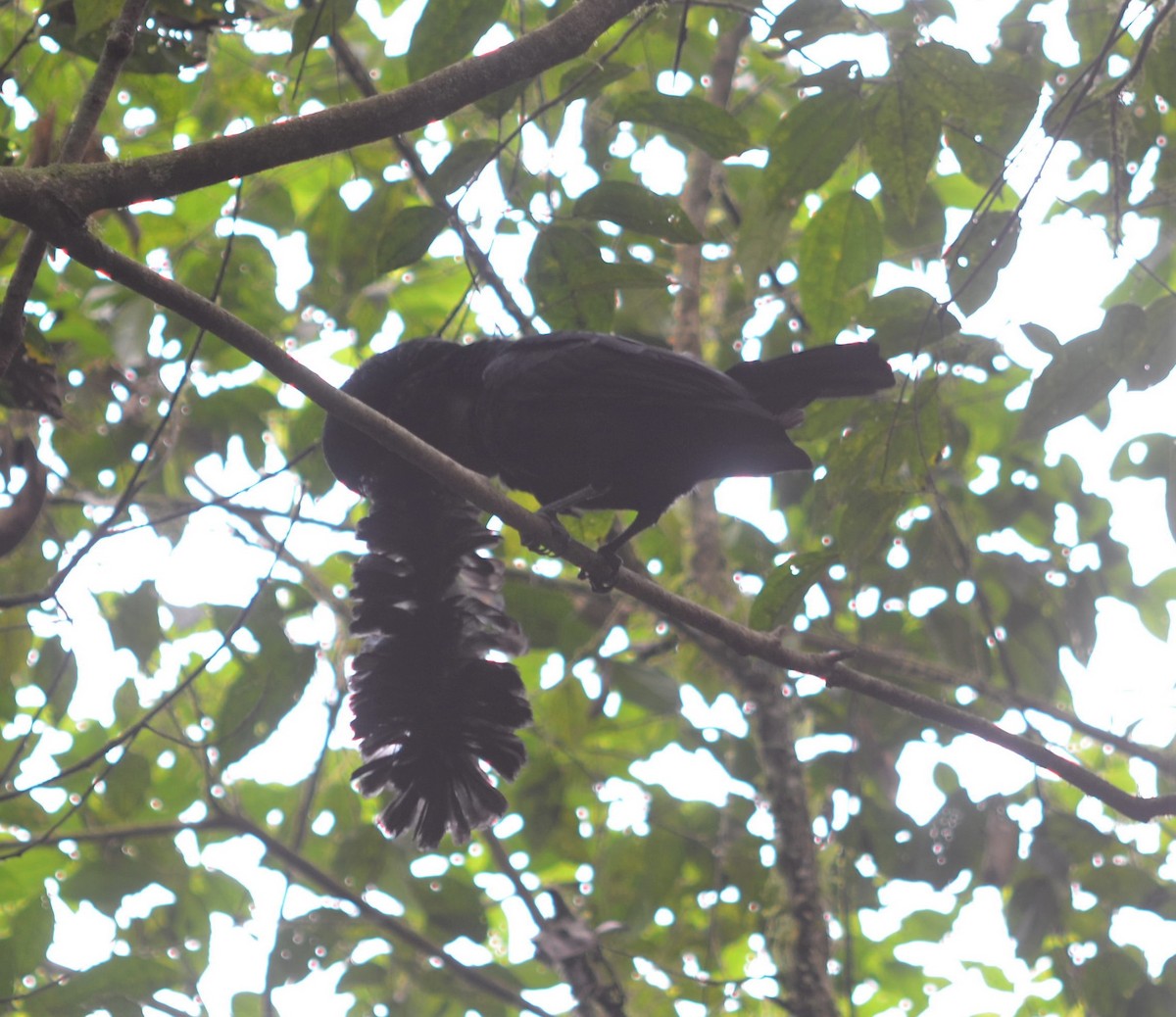 Long-wattled Umbrellabird - ML637502101