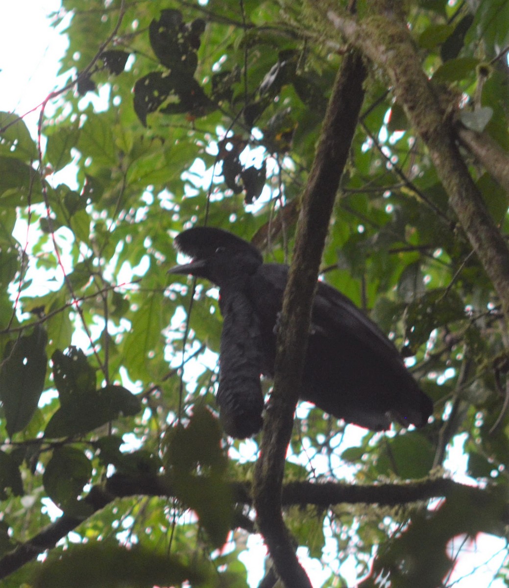 Long-wattled Umbrellabird - ML637502102