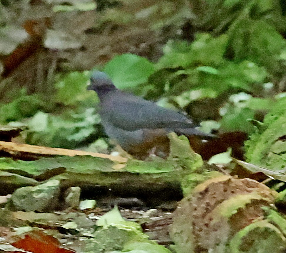 White-fronted Quail-Dove - ML637502118
