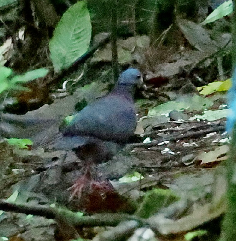 White-fronted Quail-Dove - ML637502119