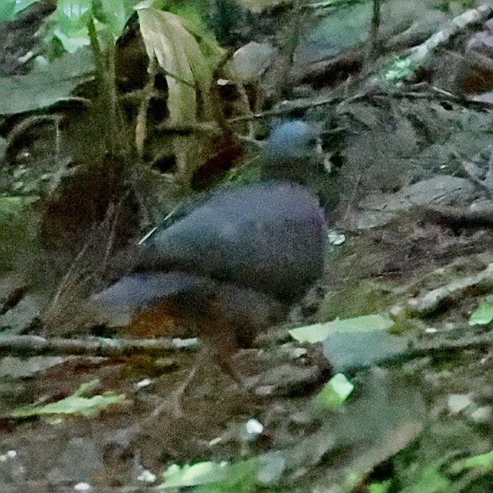 White-fronted Quail-Dove - ML637502120