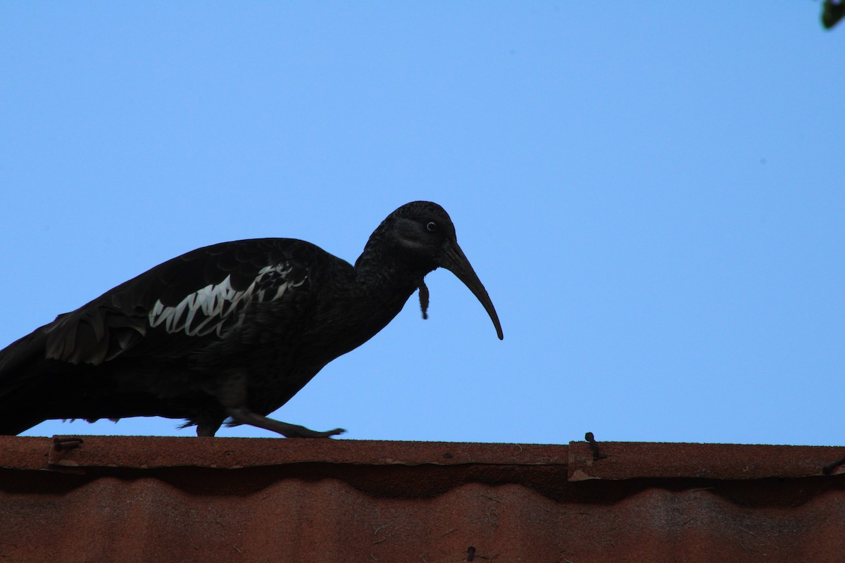 ibis etiopský - ML637502130