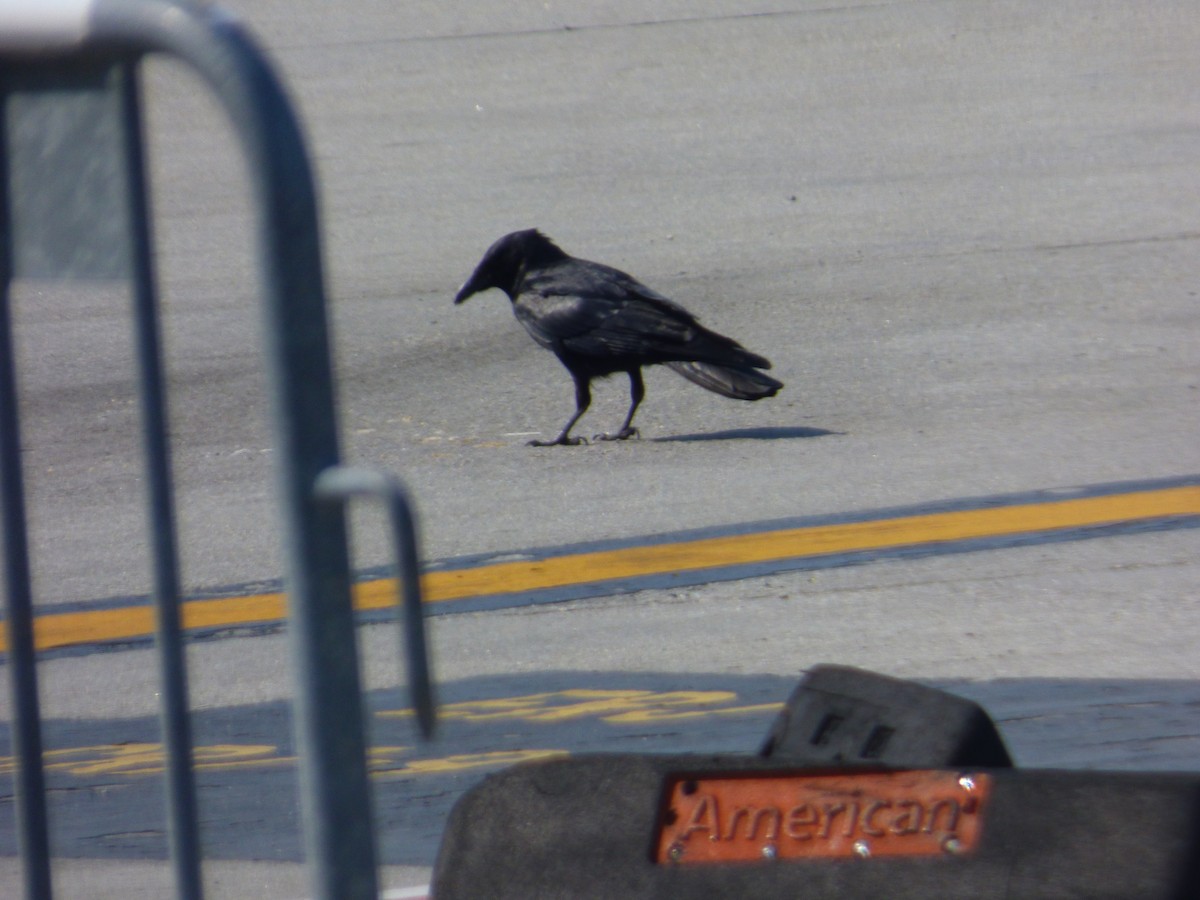 American Crow - ML637502141