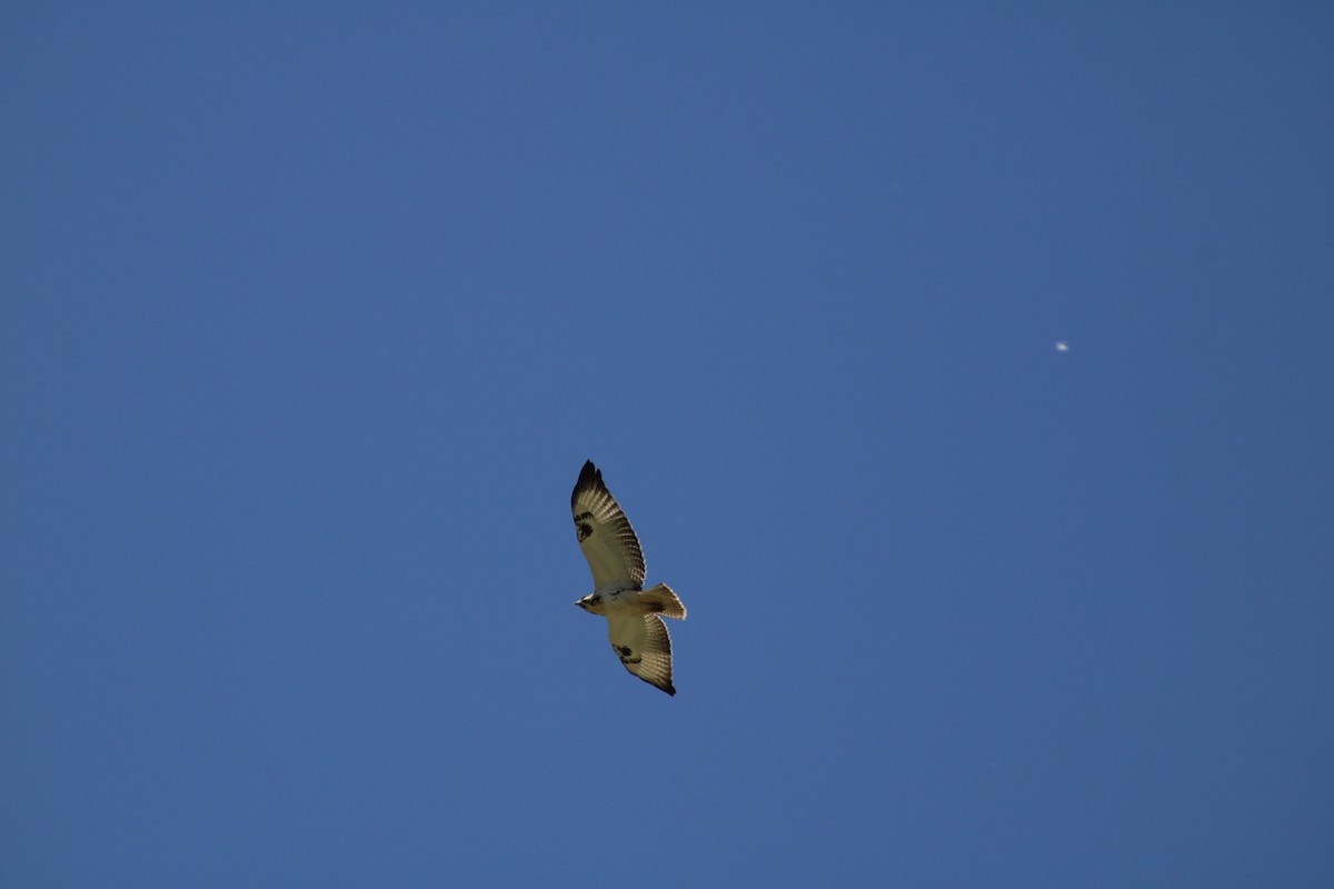 Augur Buzzard - ML637502202