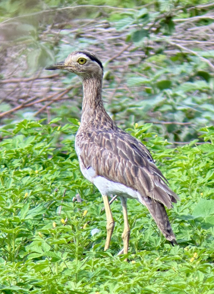 Double-striped Thick-knee - ML637502243