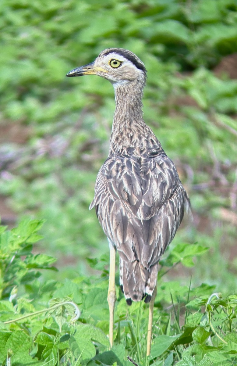 Double-striped Thick-knee - ML637502244