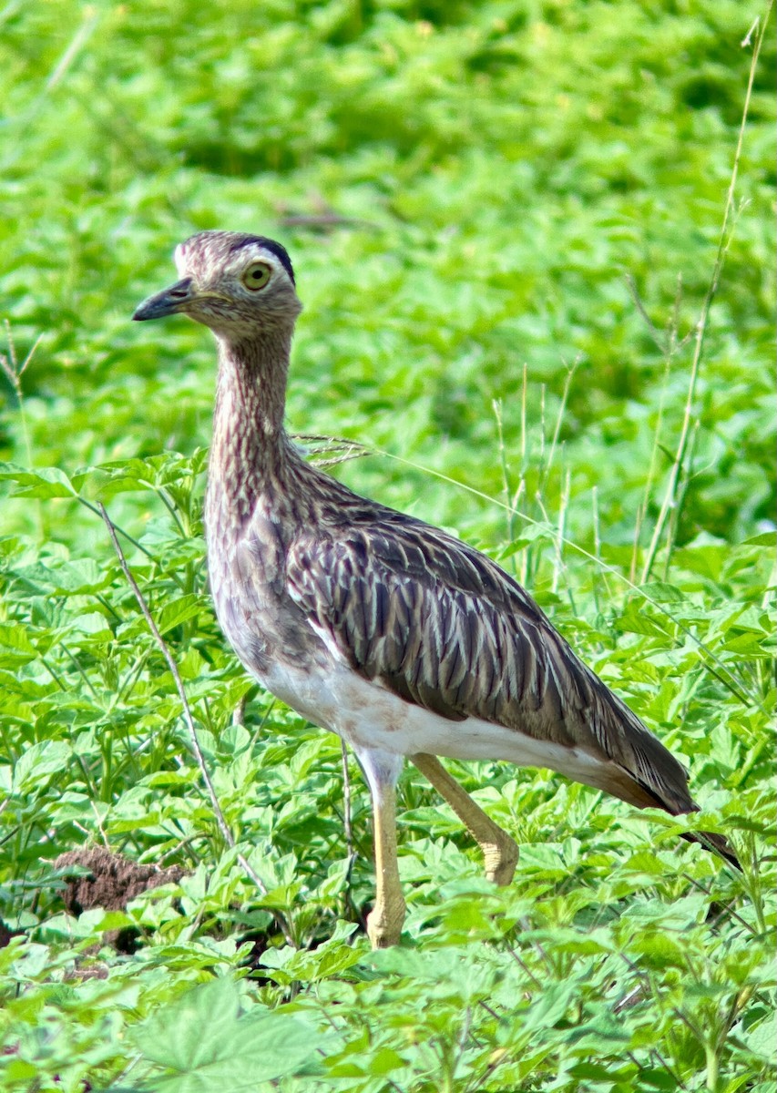 Double-striped Thick-knee - ML637502245