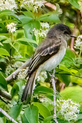 Eastern Phoebe - ML637502284