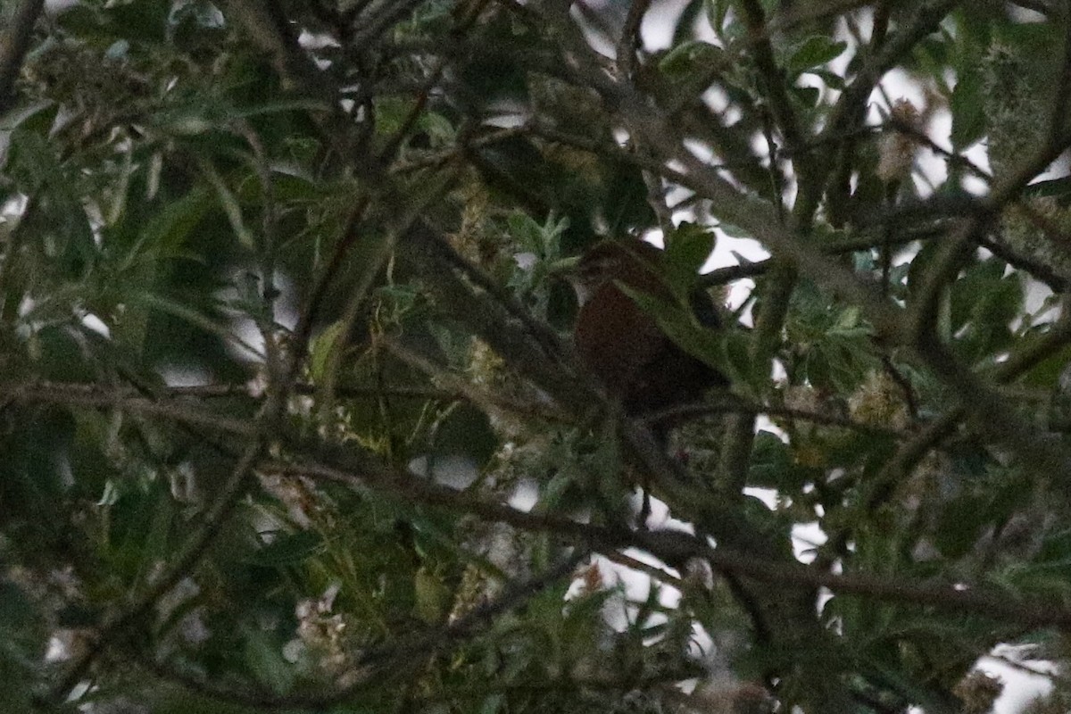 Cetti's Warbler - ML637502294