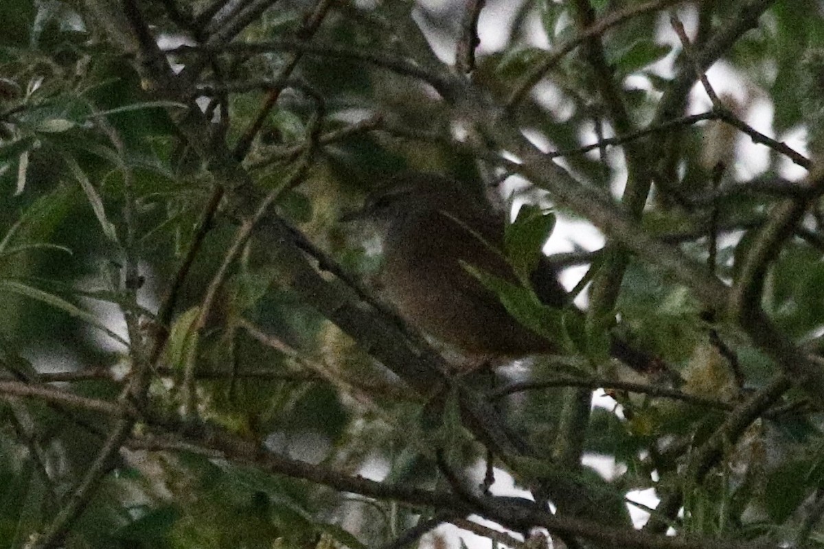 Cetti's Warbler - ML637502295