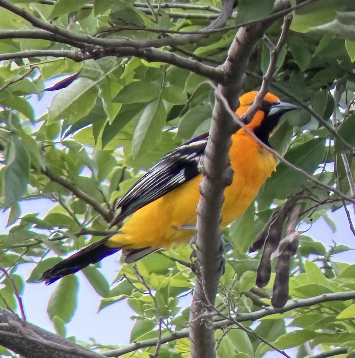 Streak-backed Oriole - ML637502320