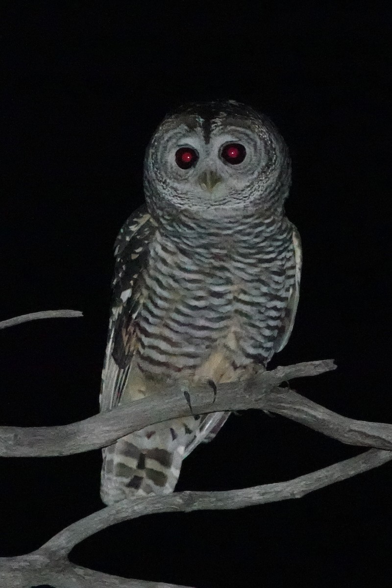 Chaco Owl - ML637502340