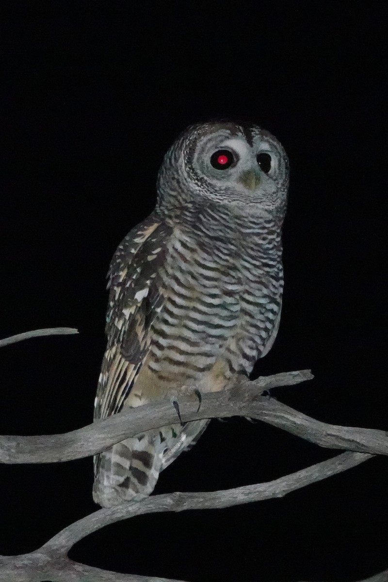 Chaco Owl - ML637502341