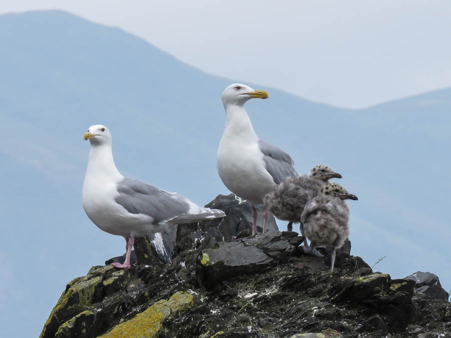 Glaucous-winged Gull - ML637502354