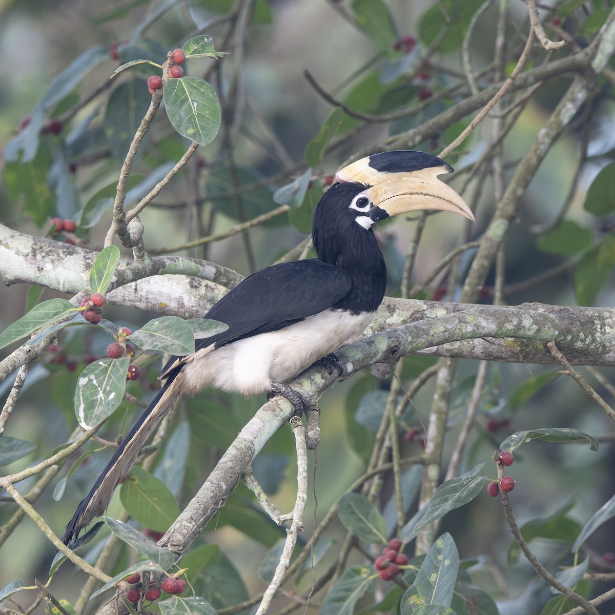 Malabar Pied-Hornbill - ML637502393