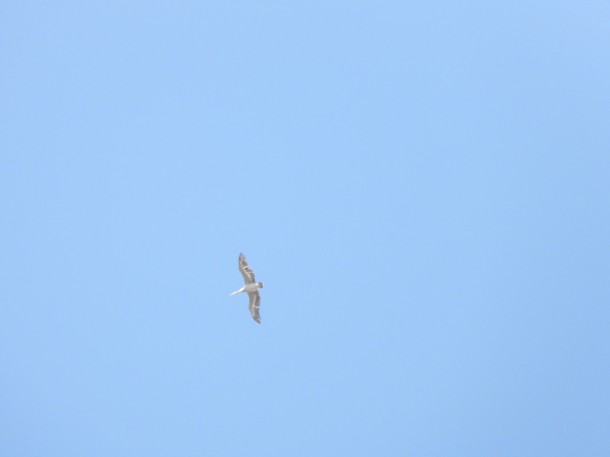 Pink-backed Pelican - ML637502408
