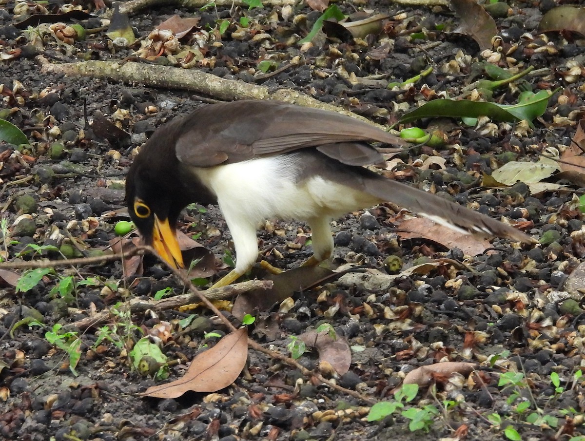 Brown Jay - ML637502427