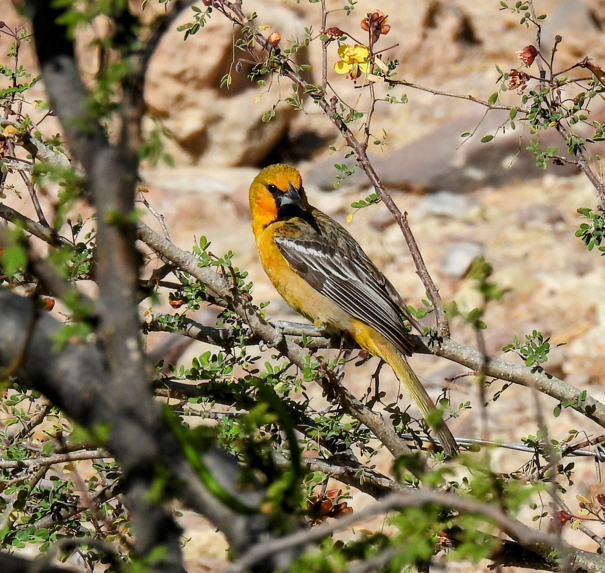 Streak-backed Oriole - ML637502440