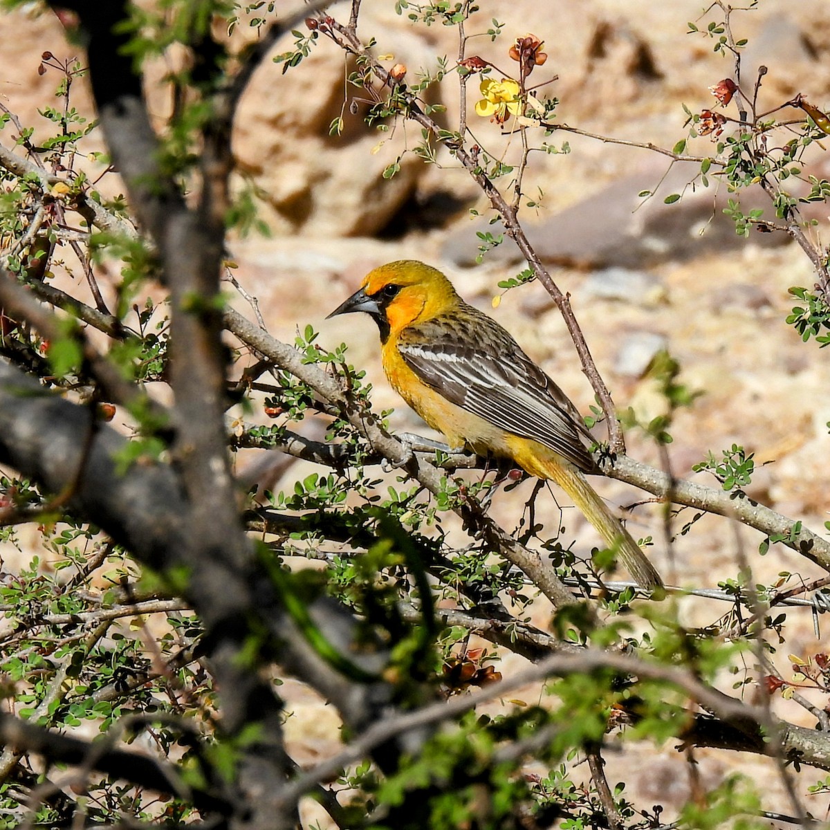 Streak-backed Oriole - ML637502441