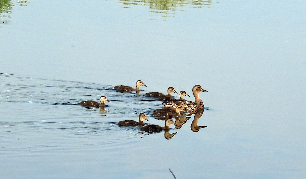 Canard colvert - ML637502464