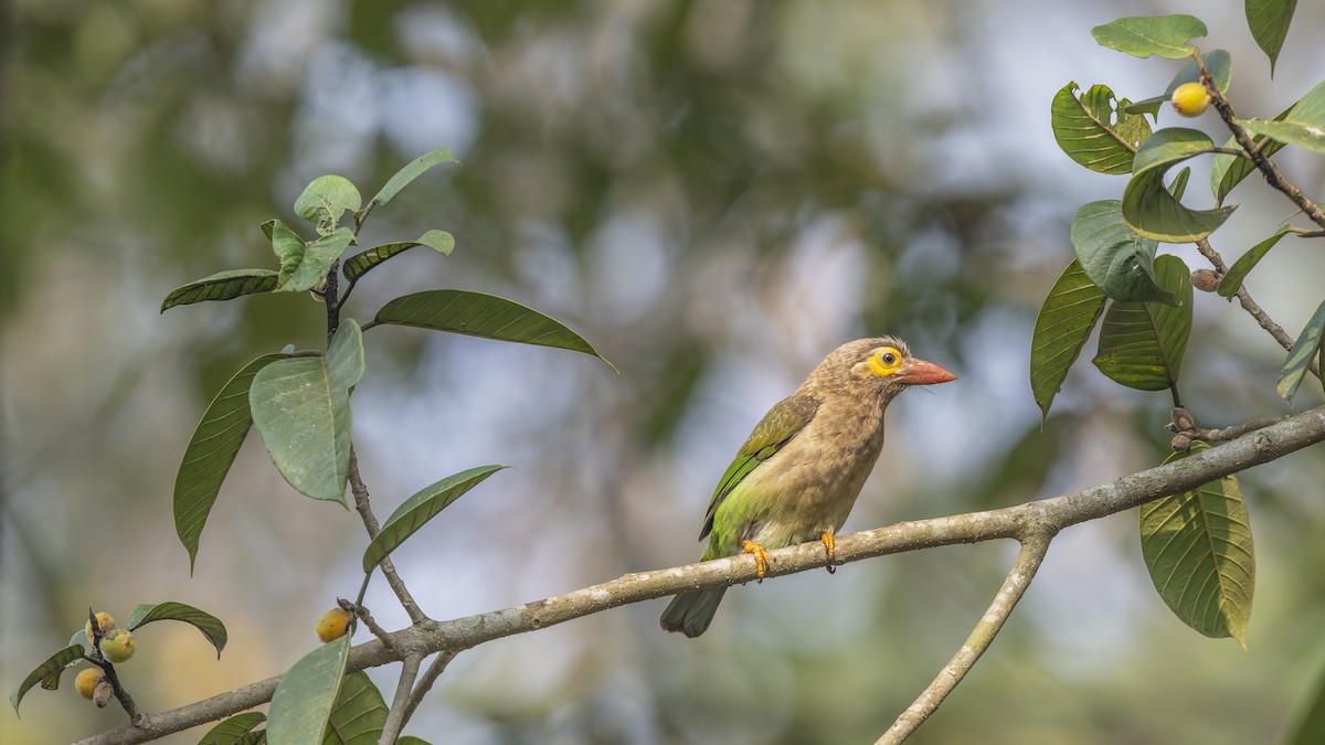 Brown-headed Barbet - ML637502470