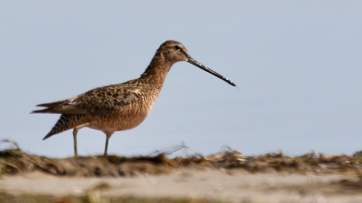 Long-billed Dowitcher - ML637502492