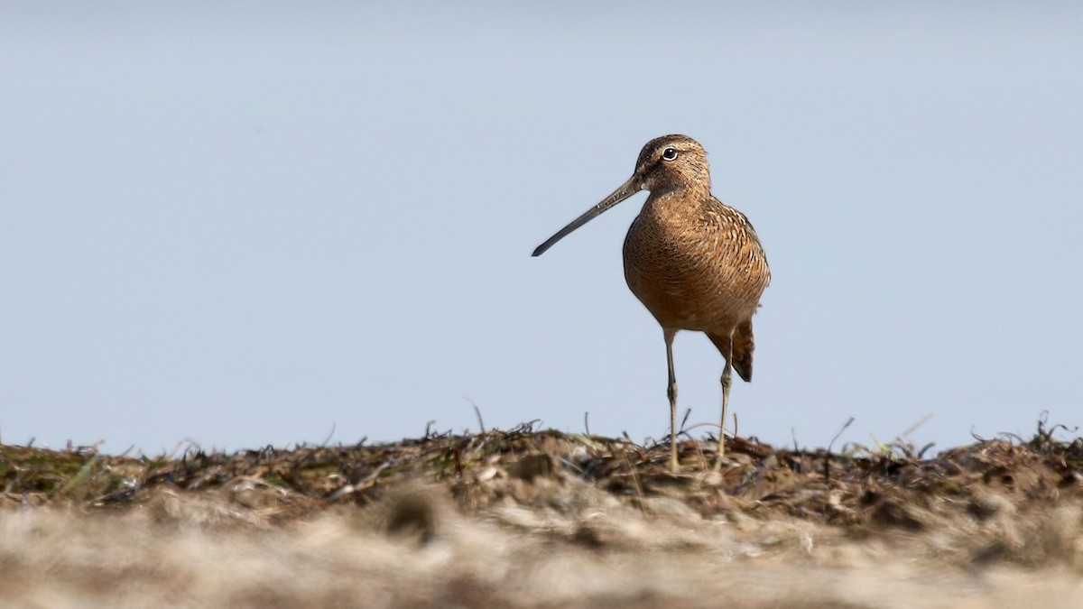 Long-billed Dowitcher - ML637502493