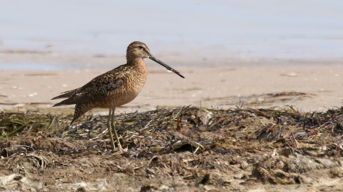 Long-billed Dowitcher - ML637502494