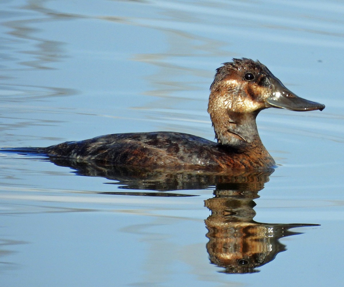 Érismature rousse - ML637502503